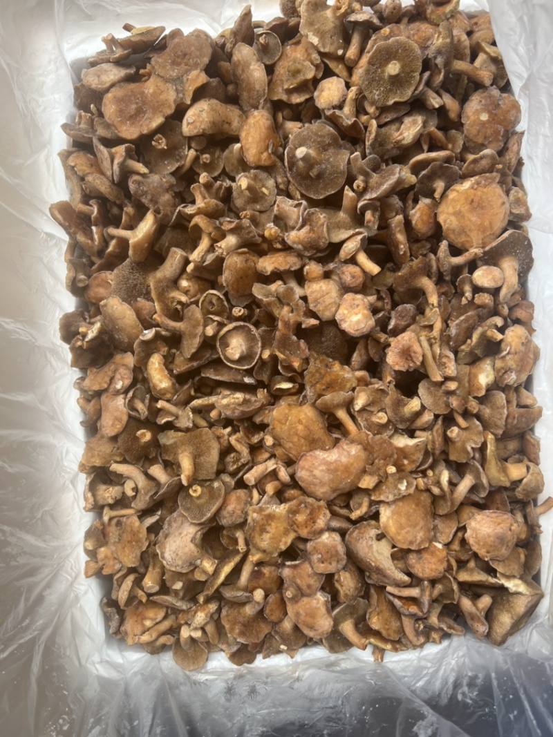 云南特产红乳牛肝菌冰冻松乳菌老家产地货源量大从优