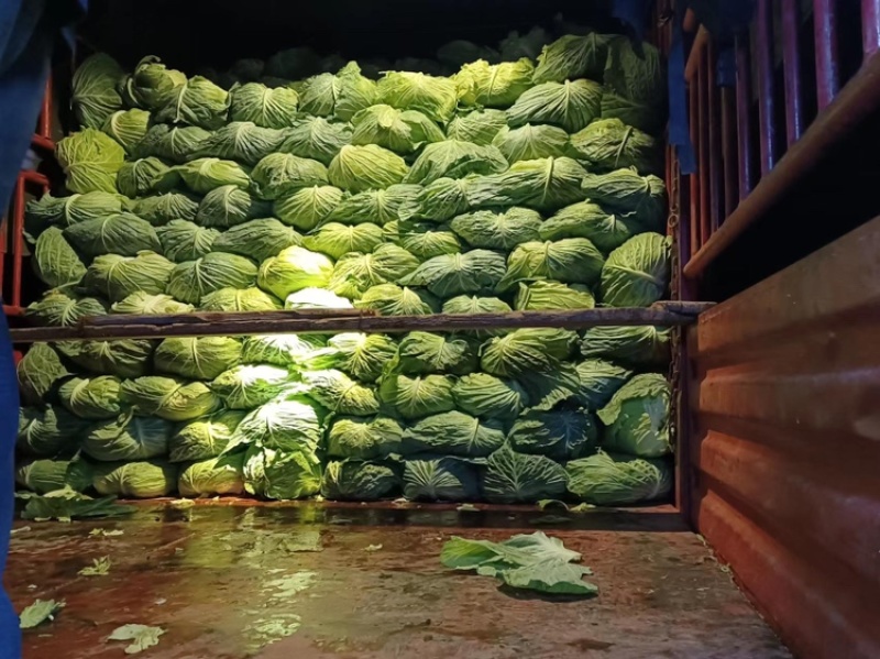 荣昌薄皮莲花白。脆莲白白菜