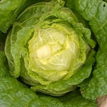 娃娃菜，黄心娃娃菜，大娃娃菜，小娃娃菜