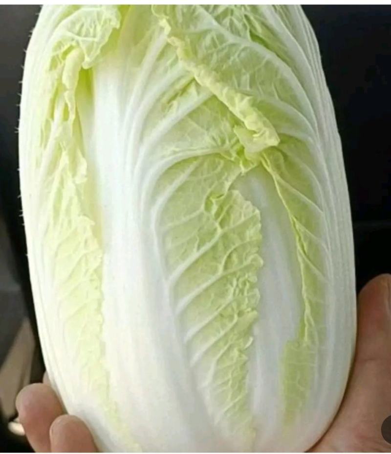 娃娃菜，黄心娃娃菜，大娃娃菜，小娃娃菜