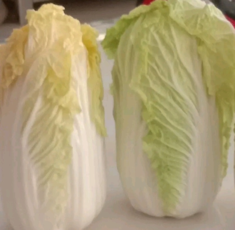 娃娃菜，黄心娃娃菜，大娃娃菜，小娃娃菜