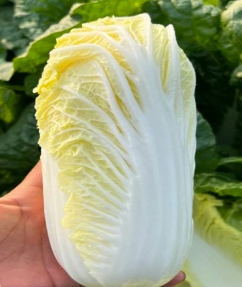 娃娃菜，黄心娃娃菜，大娃娃菜，小娃娃菜