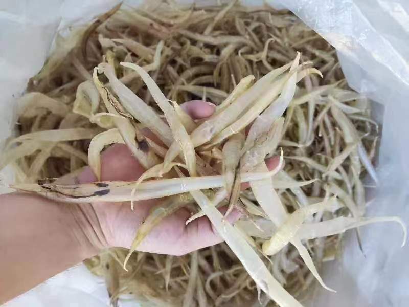 批发【鳝鱼肚】也叫鳗鱼胶各规格都有批发价一手货源实惠款