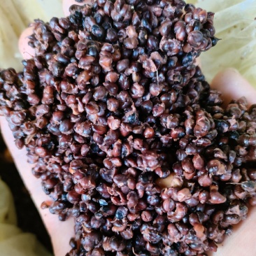 高粱酒糟无稻壳蛋白质高养殖好帮手酒糟