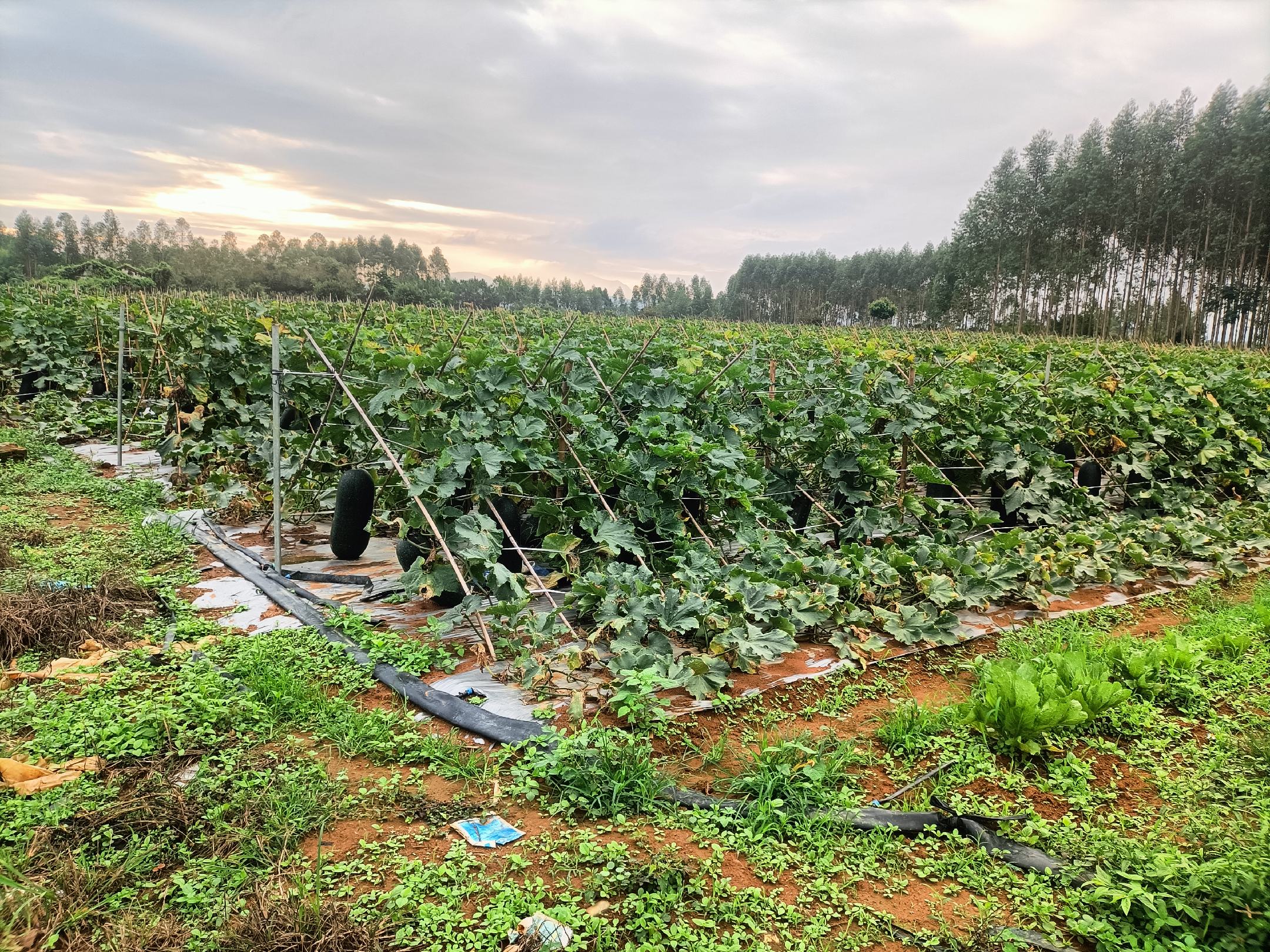 新野冬瓜田间种植场景