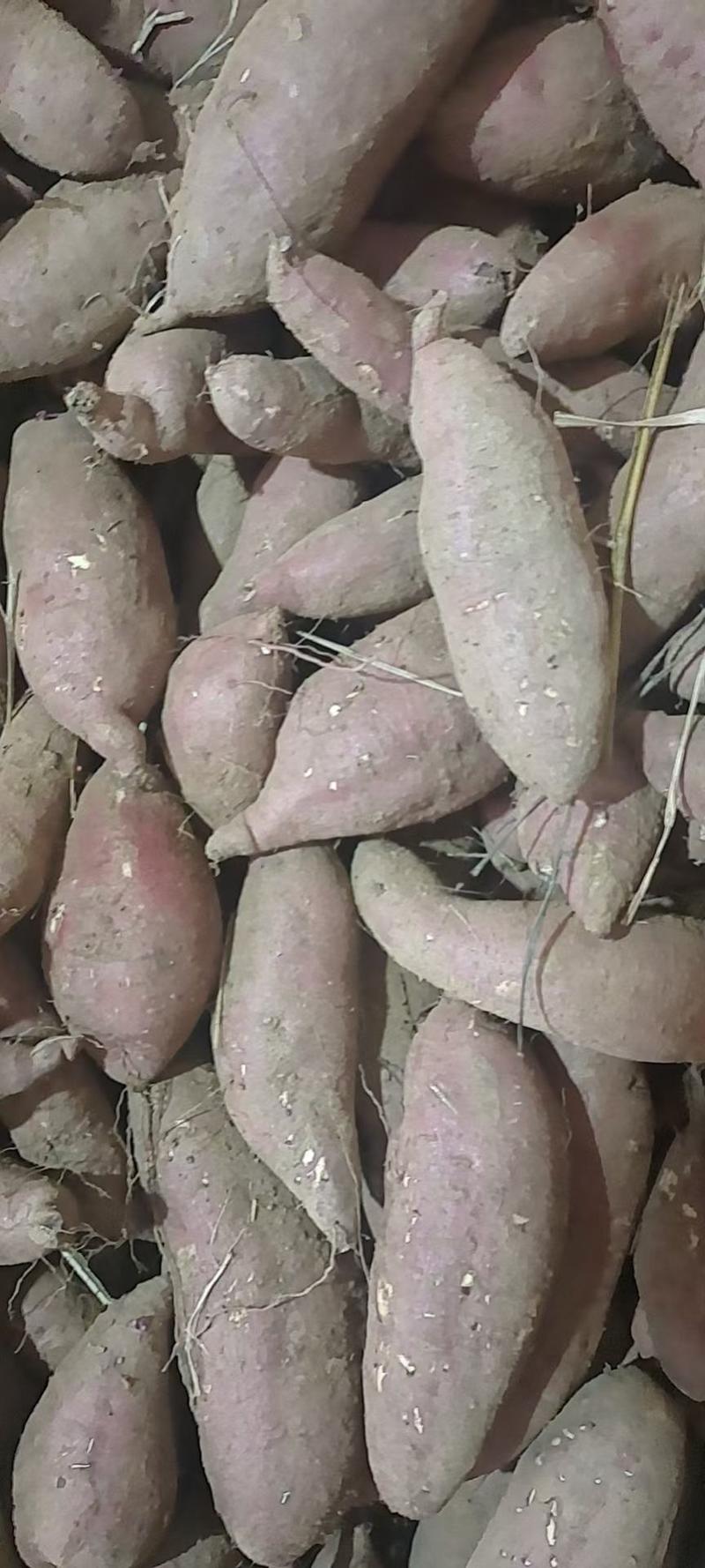 【山东红薯】，板栗薯济薯二六红薯，全国发货