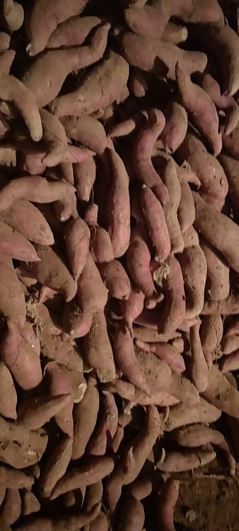 【山东红薯】，板栗薯济薯二六红薯，全国发货