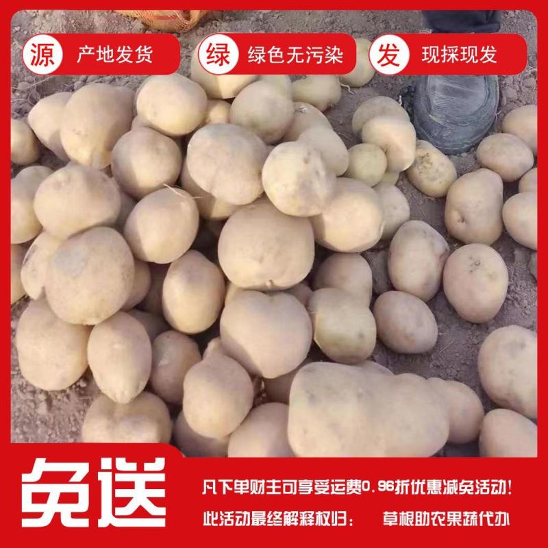 甘肃定西陇薯土豆，货源充足！大量有货！！