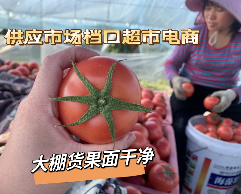 浙江省温州市苍南大红西红柿大量上市供应全国电商档口保供