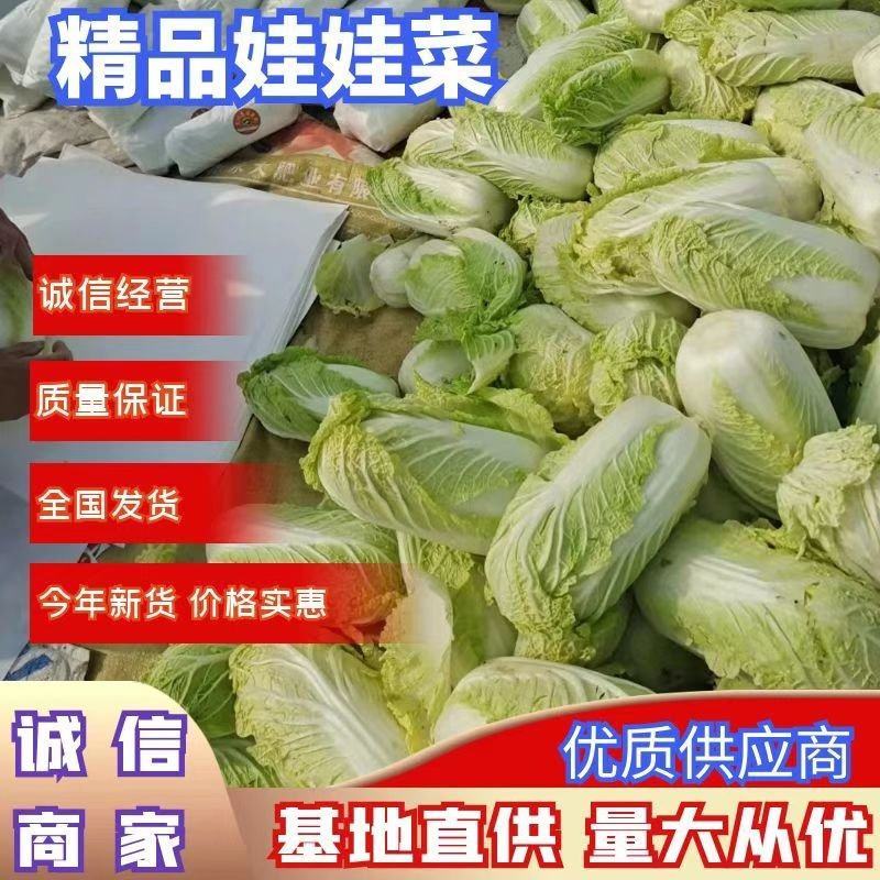 精品娃娃菜大量上市，论斤论颗都可，市场货电商入库都可