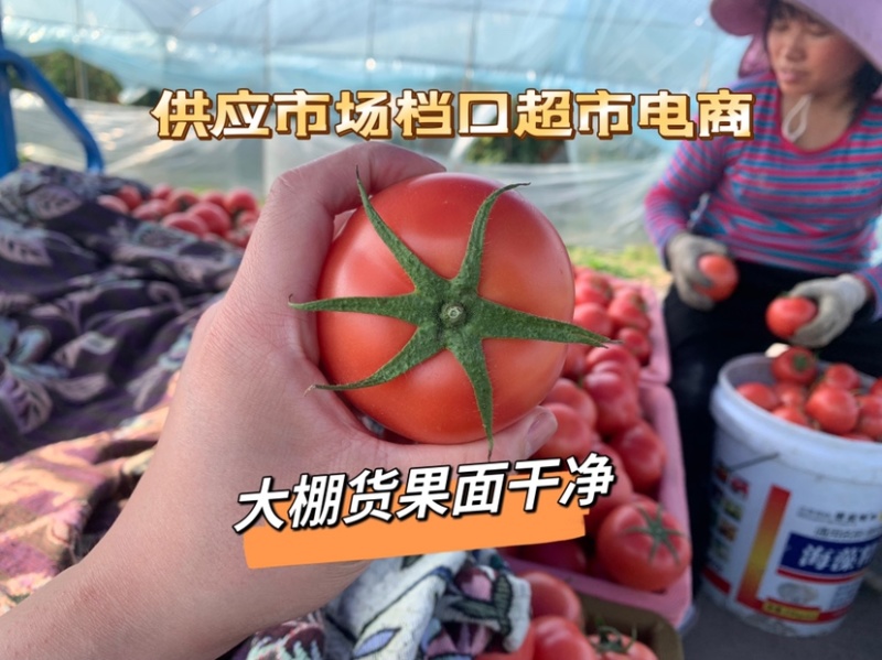 浙江省温州市苍南大红西红柿大量上市供应全国电商档口保供