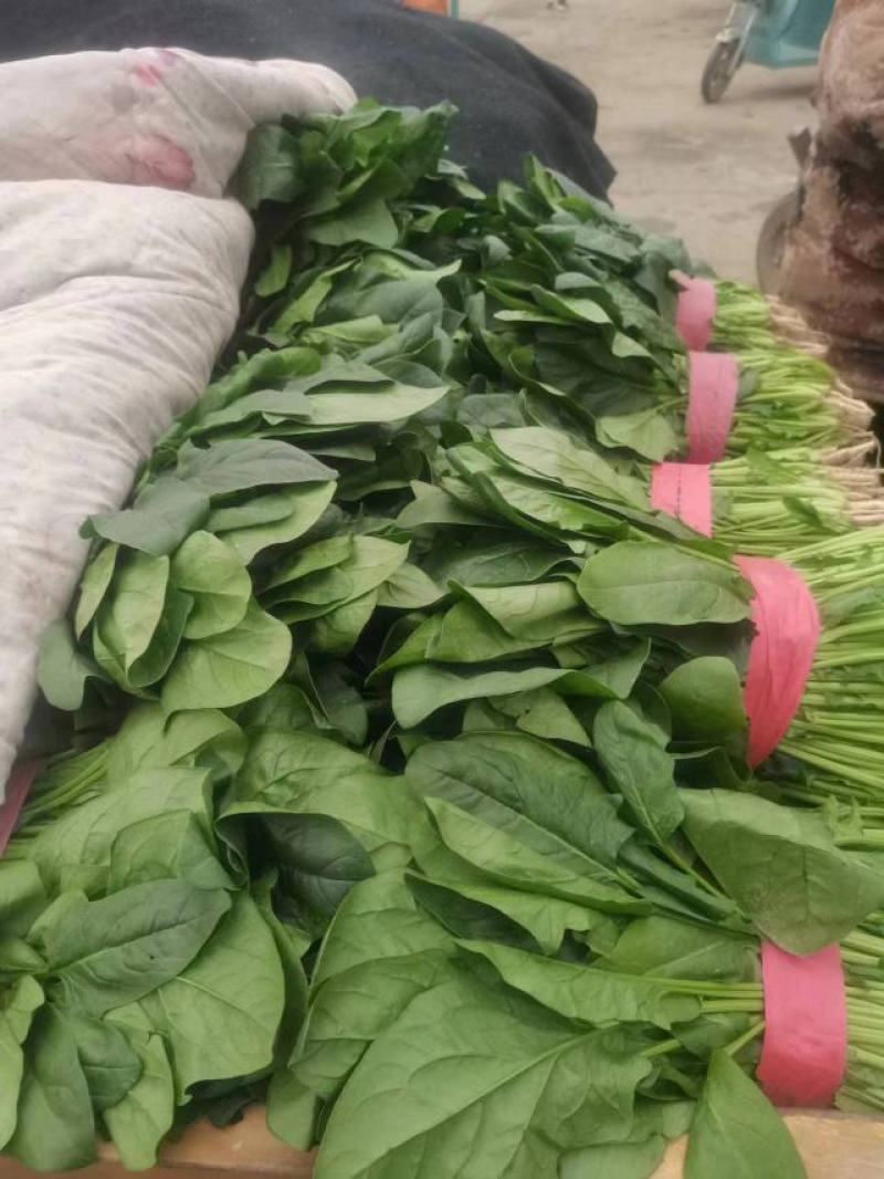 精品菠菜，实力代办，保证质量，常年代收瓜果蔬菜。