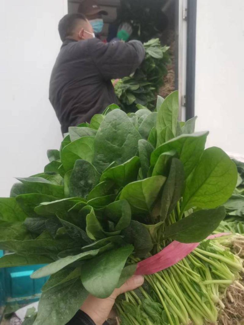 精品菠菜，实力代办，保证质量，常年代收瓜果蔬菜。