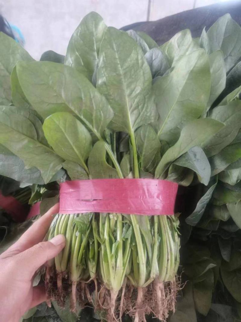 精品菠菜，实力代办，保证质量，常年代收瓜果蔬菜。