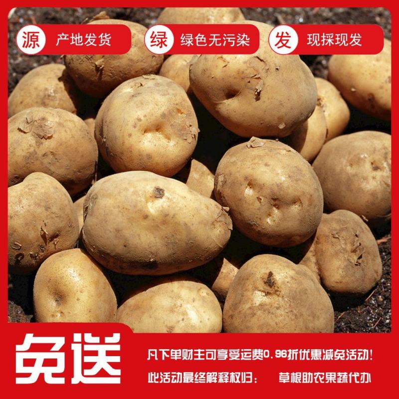 甘肃定西陇薯土豆，货源充足！大量有货！！