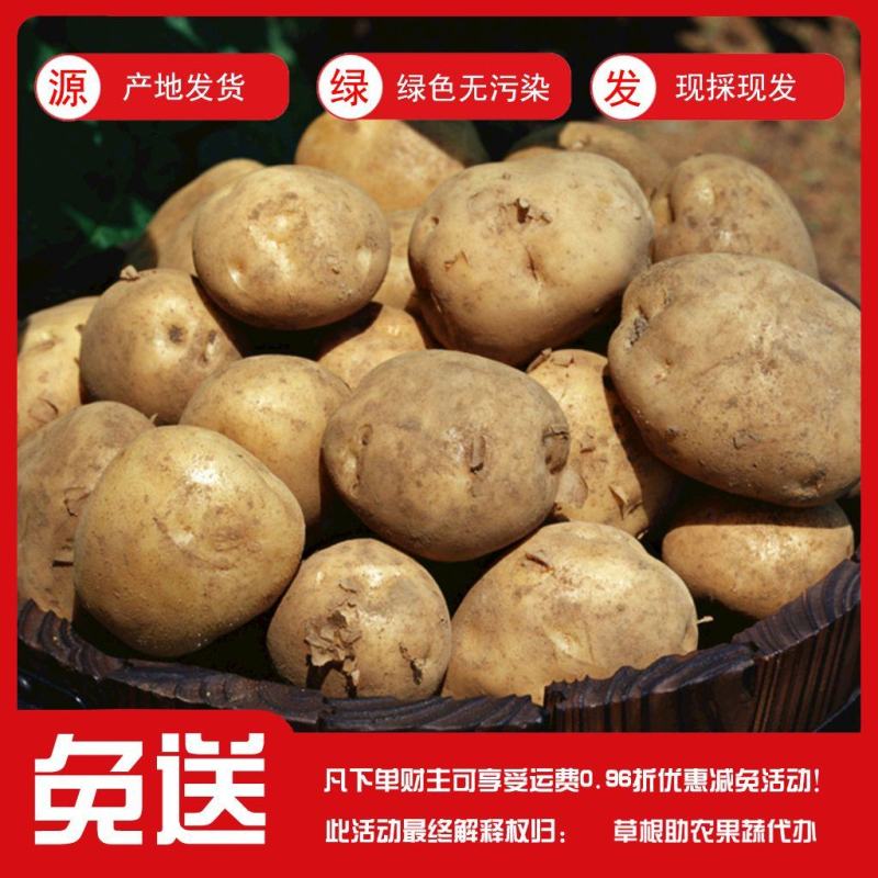 甘肃定西陇薯土豆，货源充足！大量有货！！