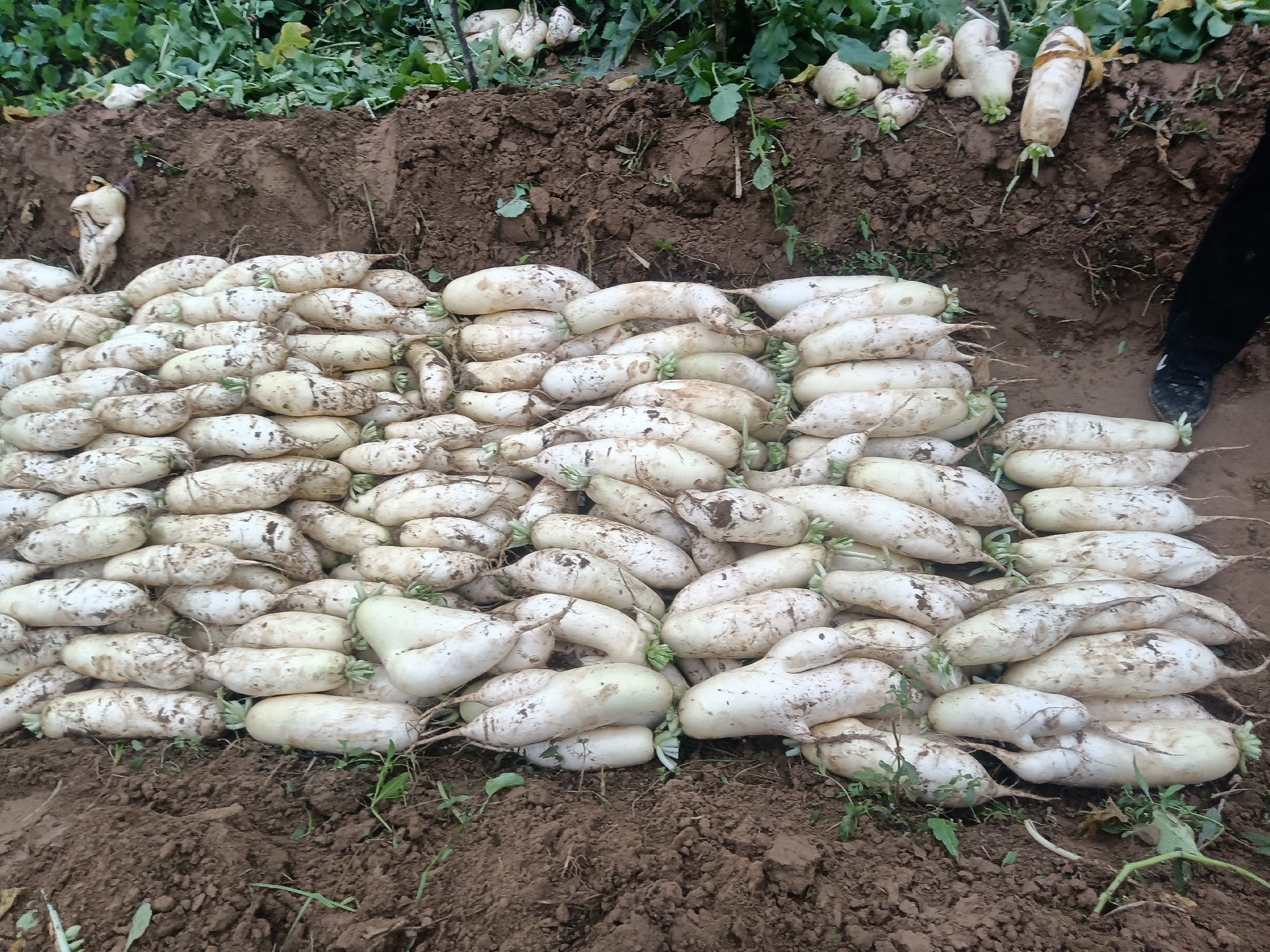 整筐新鲜白萝卜堆放在农家院中，表面带有泥土，背景为秋季田园风光