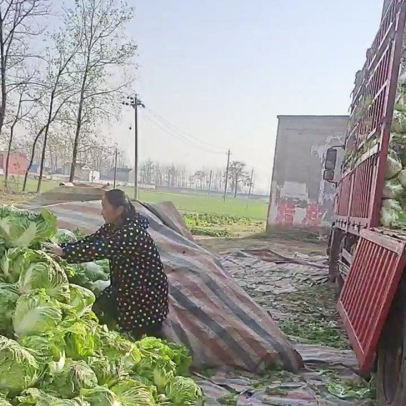 淮阳产区鸡腿大白菜大量上市，发市场，入库电商都可