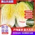 淮阳产区鸡腿大白菜大量上市，发市场，入库电商都可