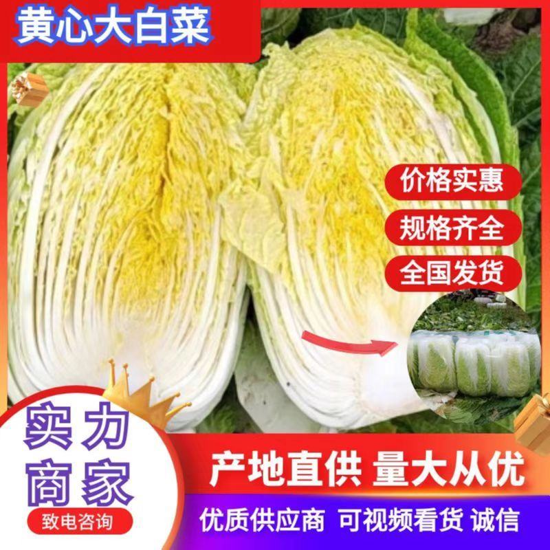 淮阳产区鸡腿大白菜大量上市，发市场，入库电商都可