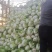 淮阳产区鸡腿大白菜大量上市，发市场，入库电商都可