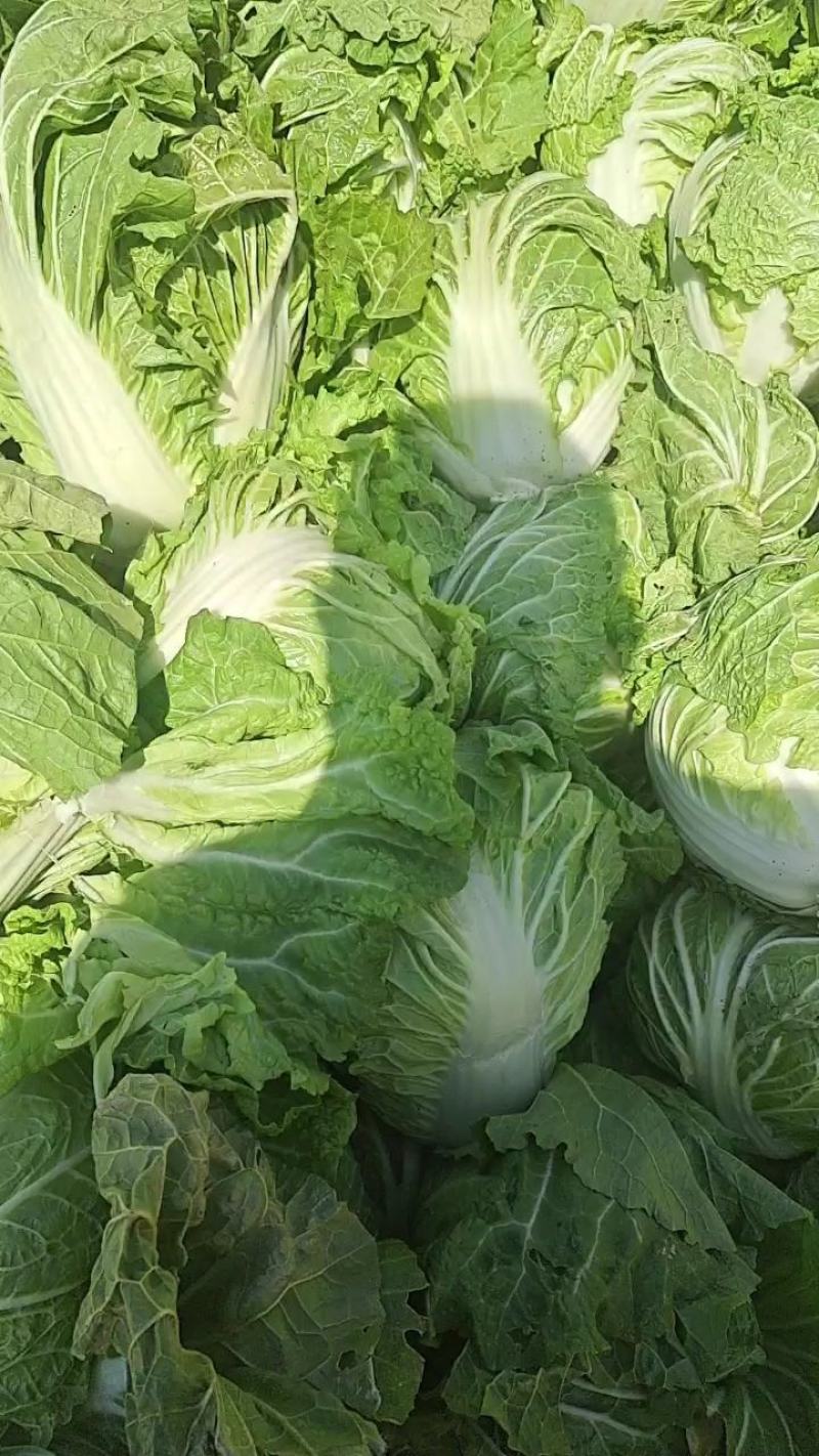 淮阳产区鸡腿大白菜大量上市，发市场，入库电商都可