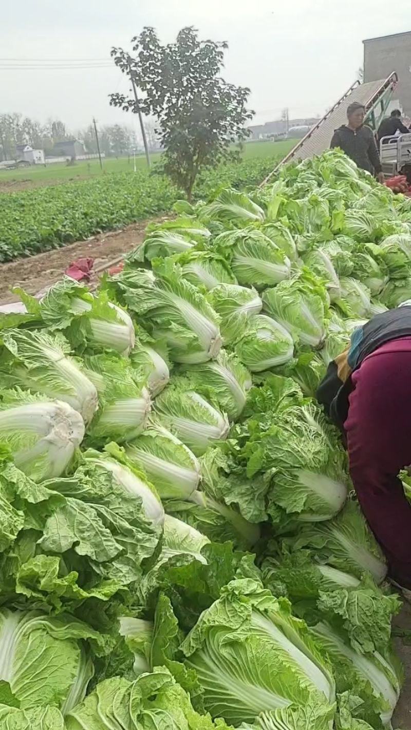 淮阳产区鸡腿大白菜大量上市，发市场，入库电商都可