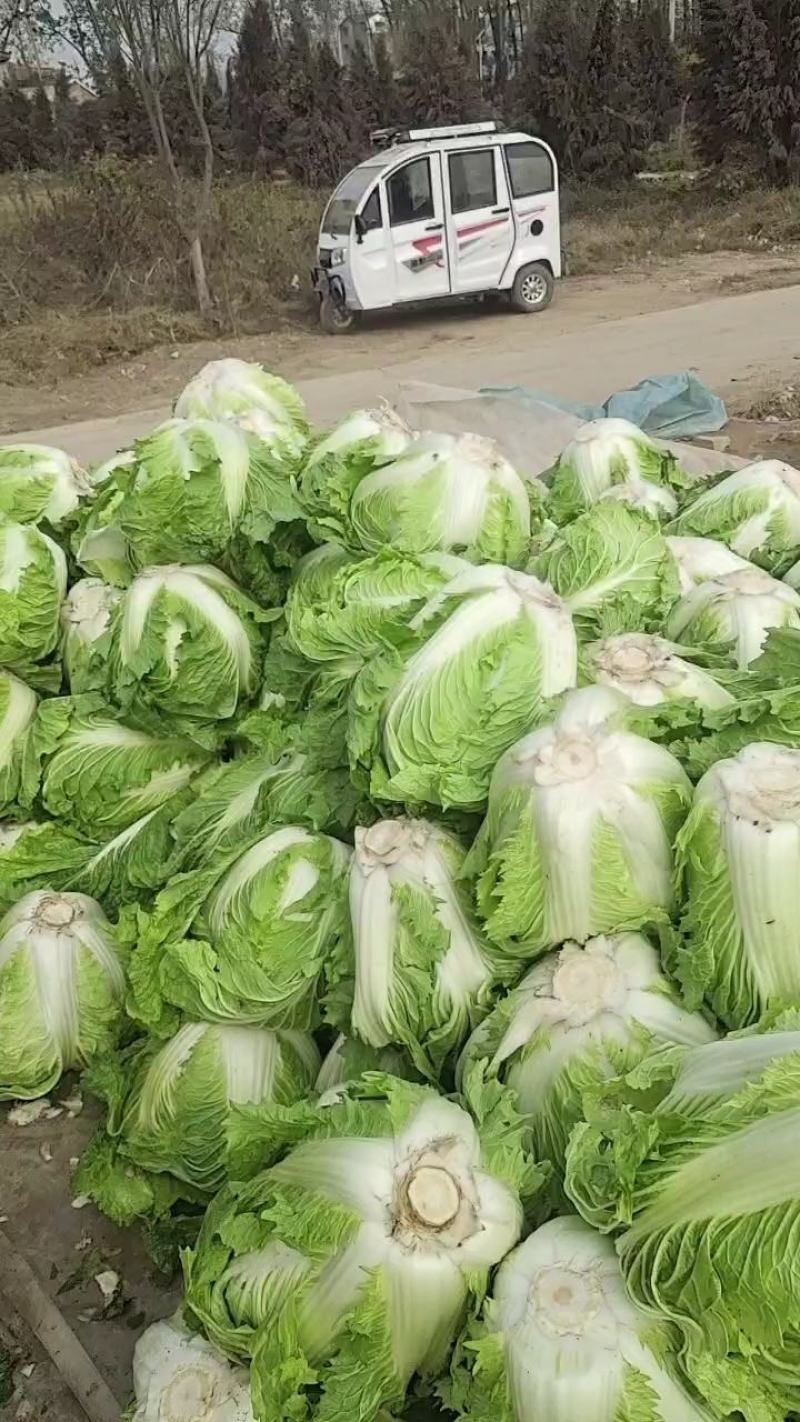 淮阳产区鸡腿大白菜大量上市，发市场，入库电商都可