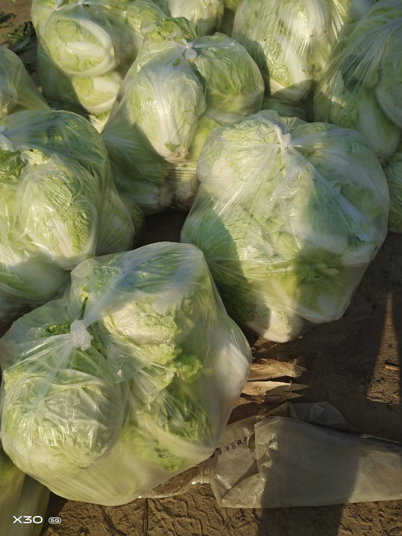 淮阳产区鸡腿大白菜大量上市，发市场，入库电商都可