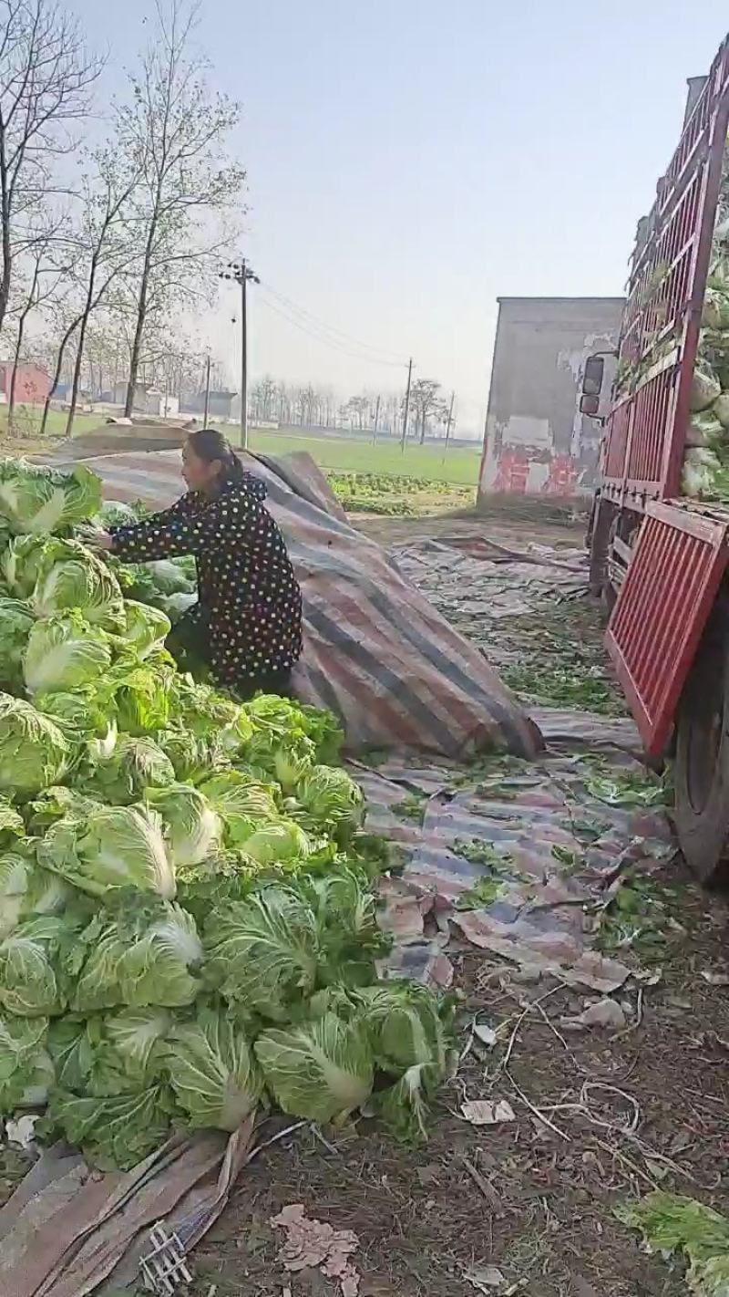 淮阳产区鸡腿大白菜大量上市，发市场，入库电商都可
