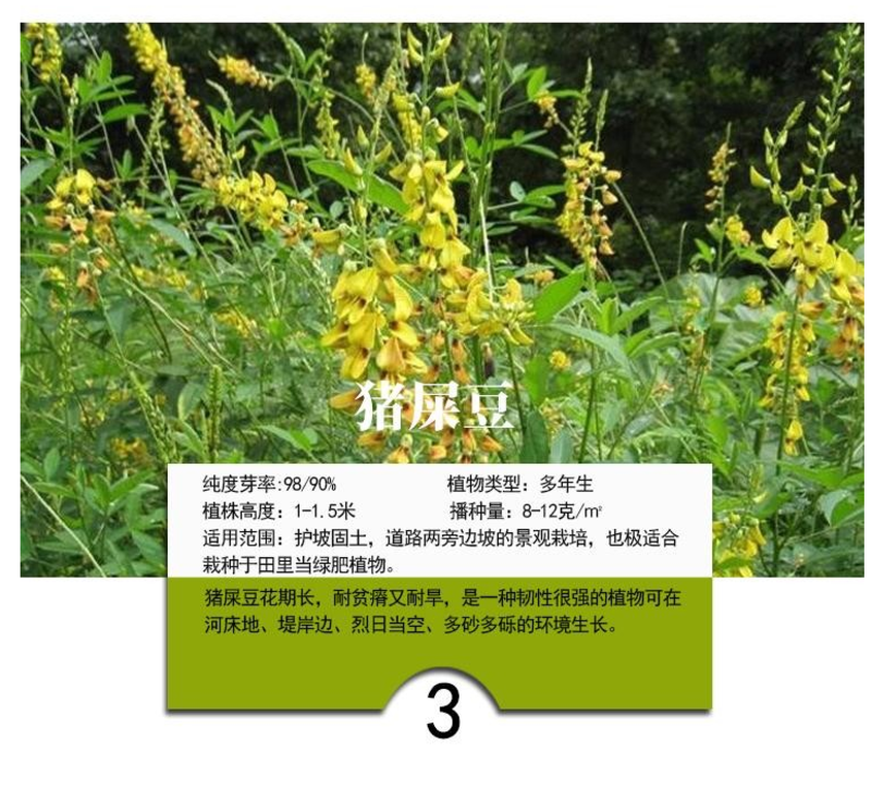 护坡灌木种子紫穗槐刺槐多花木兰胡枝子葛藤荒山复绿护坡固土