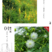 护坡灌木种子紫穗槐刺槐多花木兰胡枝子葛藤荒山复绿护坡固土