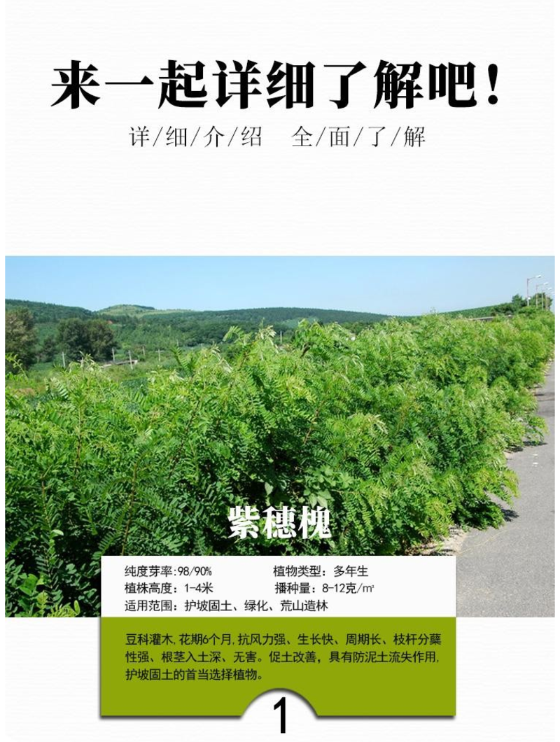 护坡灌木种子紫穗槐刺槐多花木兰胡枝子葛藤荒山复绿护坡固土