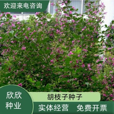 护坡灌木种子美丽胡枝子二色胡枝子种子花卉林木种子牡荆种子