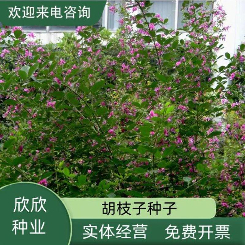 护坡灌木种子美丽胡枝子二色胡枝子种子花卉林木种子牡荆种子