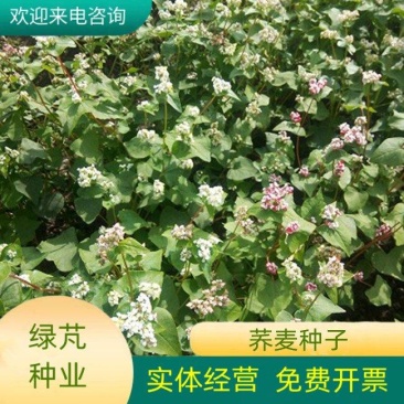 甜荞麦牧草种子/苦荞麦种子高产量发芽率高质量保证全国发货