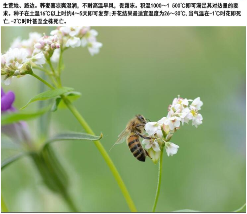 甜荞麦牧草种子/苦荞麦种子高产量发芽率高质量保证全国发货