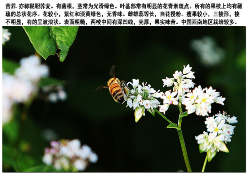 甜荞麦牧草种子/苦荞麦种子高产量发芽率高质量保证全国发货