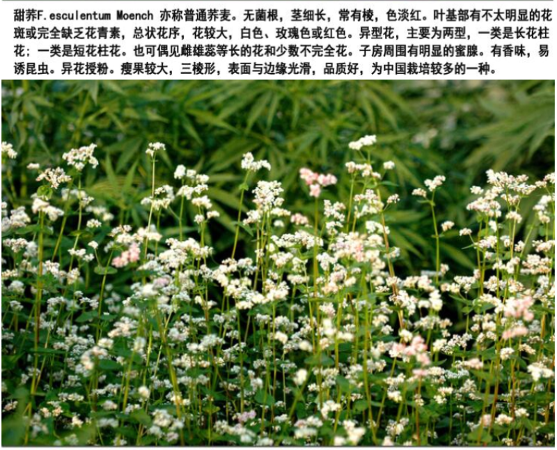 甜荞麦牧草种子/苦荞麦种子高产量发芽率高质量保证全国发货