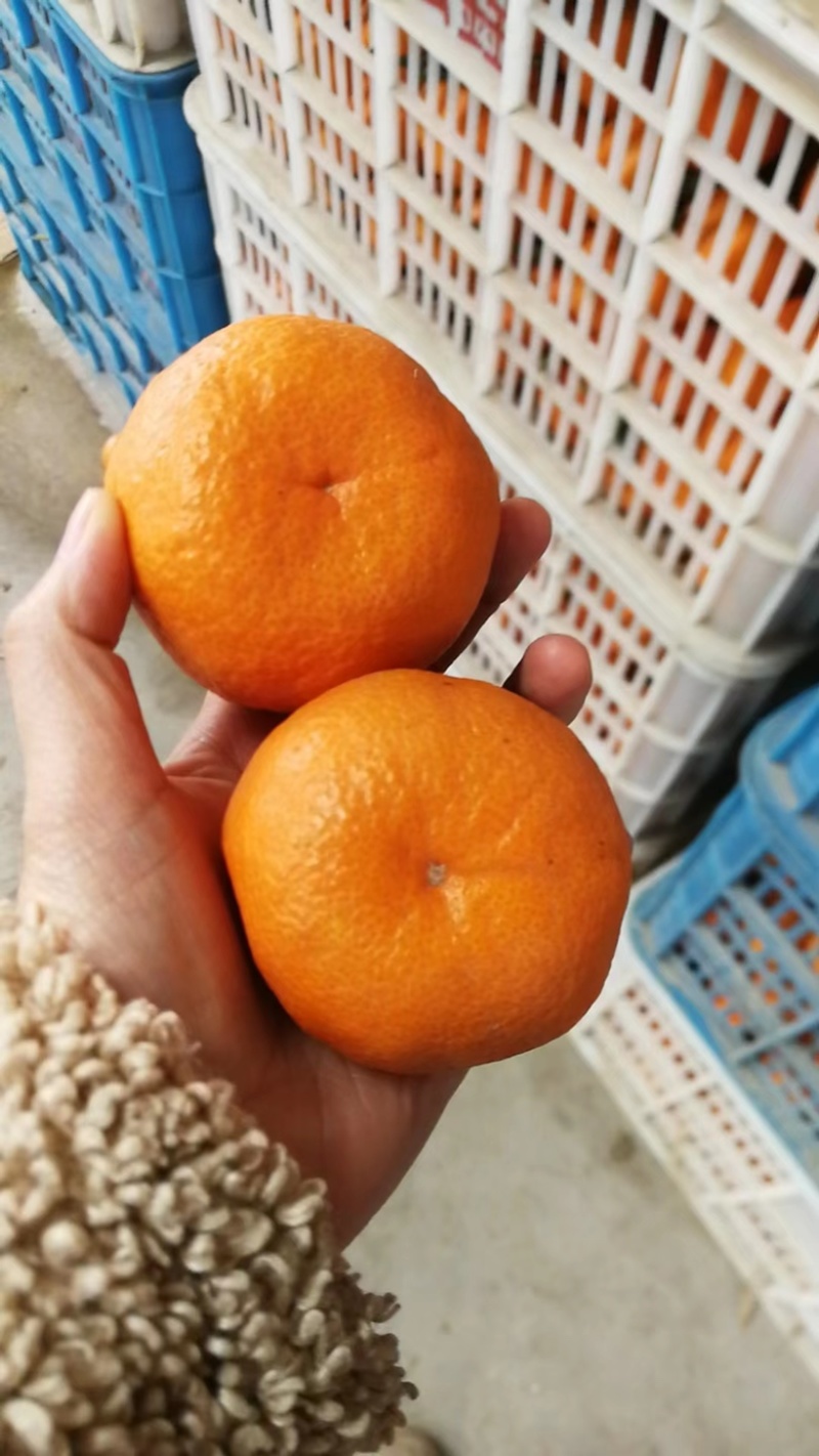 椪柑口感纯甜，个大皮薄，口感纯甜，品质优越，产地一手货源