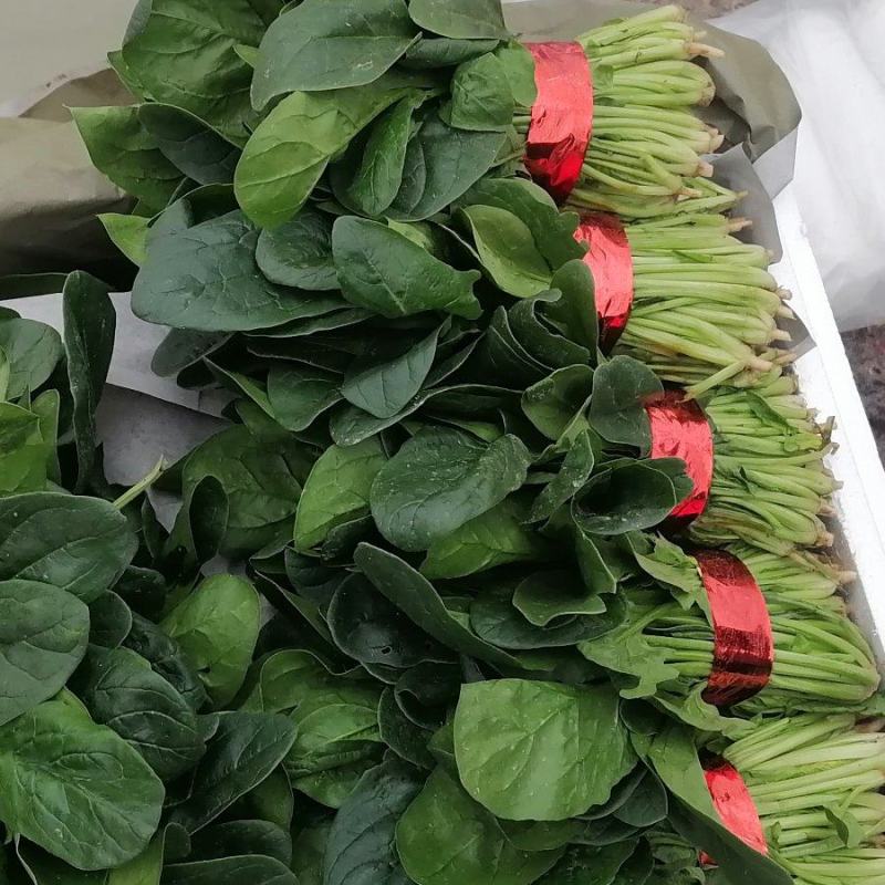 乐奇果蔬精品大叶菠菜产地代办直发处（支持全国发货）