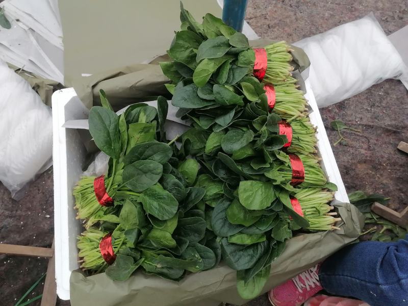 乐奇果蔬精品大叶菠菜产地代办直发处（支持全国发货）
