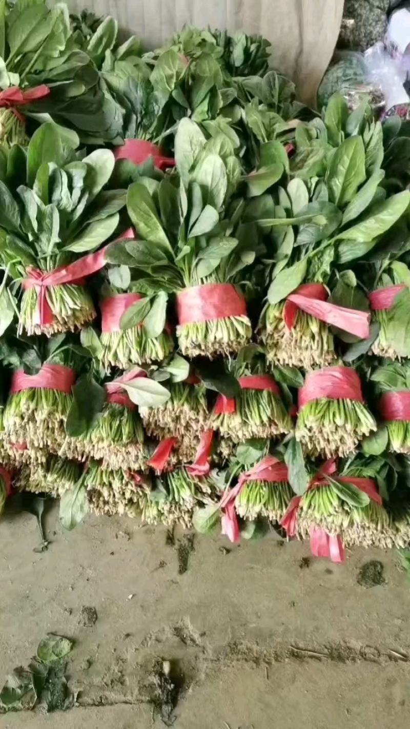 乐奇果蔬精品大叶菠菜产地代办直发处（支持全国发货）