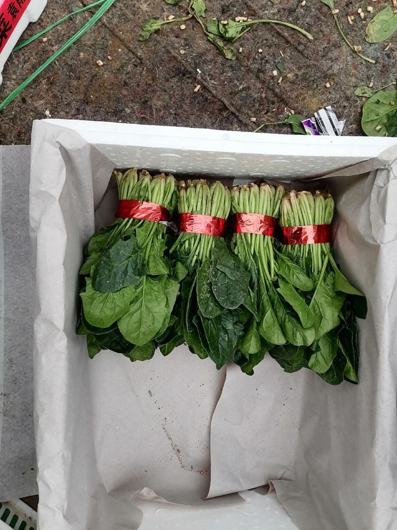 乐奇果蔬精品大叶菠菜产地代办直发处（支持全国发货）