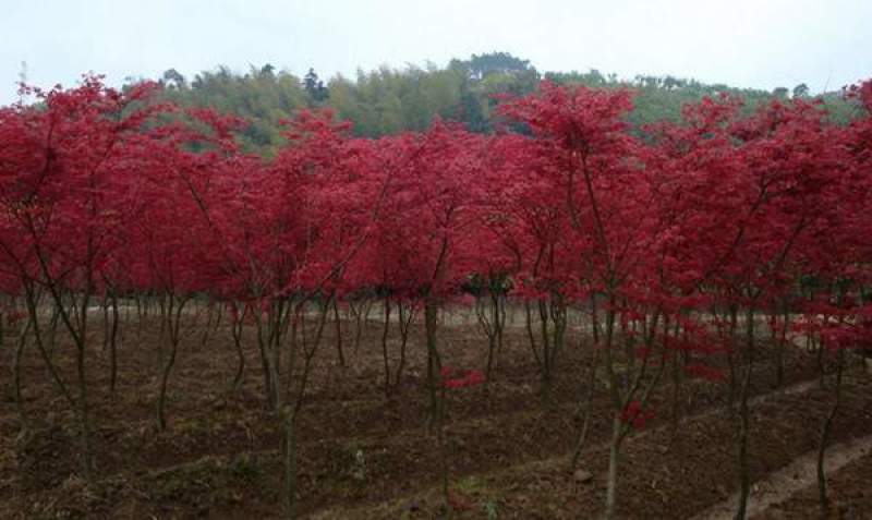 日本红枫