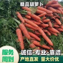 天天鲜优选果蔬胡萝卜大量上市水洗中条可对接各大商超及批发