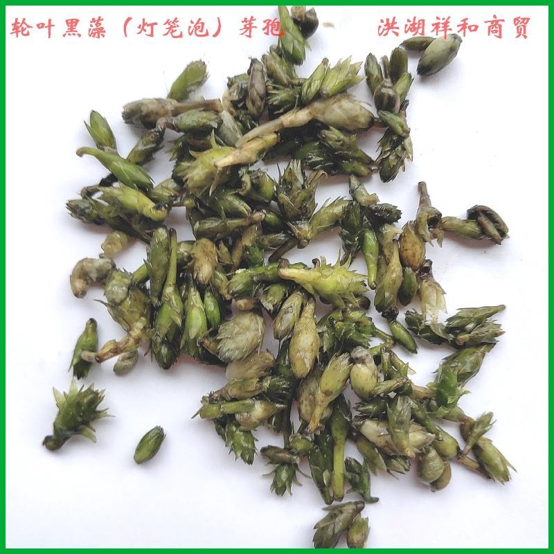 轮叶黑藻芽孢鲜草活体灯笼泡子养殖小龙虾螃蟹水草净化水质耐