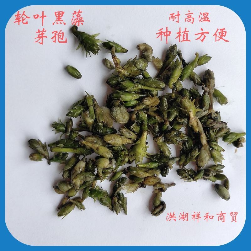 轮叶黑藻芽孢鲜草活体灯笼泡子养殖小龙虾螃蟹水草净化水质耐