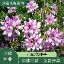 小冠花种子多变护坡固土绿化工程地被植物庭院四季播易成活