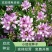 小冠花种子多变护坡固土绿化工程地被植物庭院四季播易成活